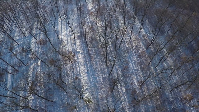 AERIAL, Flight over winter snow covered firest in the mountain range