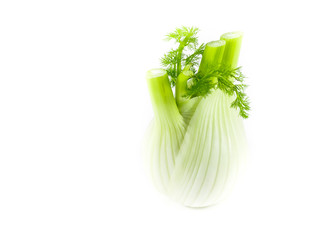 Fresh, organic fennel isolated on white background

