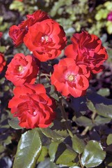 A bush of roses blooming. Color summertime photo taken in Moscow Kremlin.