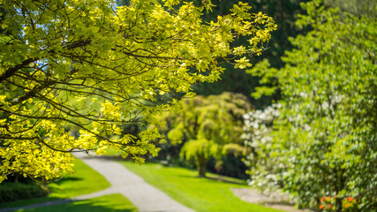 Obraz premium Washington park arboretum, Spring