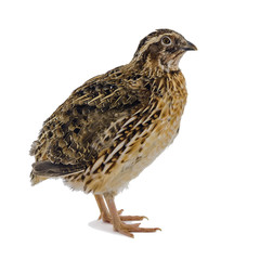 Adult domesticated quail isolated on white background 