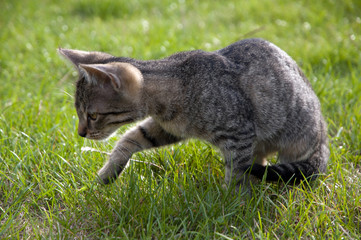 Tabby kitten on the lawn