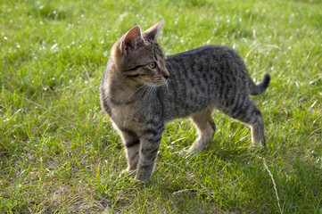 Tabby kitten on the lawn
