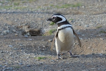 Naklejka premium Magellanic Penguins (Spheniscus magellanicus) at the penguin sanctuary on Magdalena Island in the Strait of Magellan near Punta Arenas in southern Chile.
