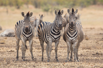 Fototapeta na wymiar Three zebras, Kruger Park, South Africa 