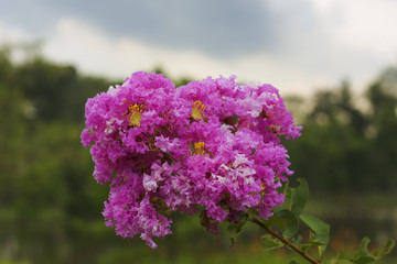 Lagerstroemia indica or Indian lilac