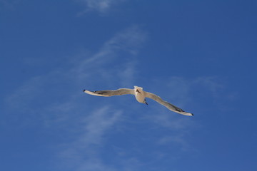 Fototapeta na wymiar Seagull, year 2011