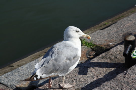 Seagull, year 2011