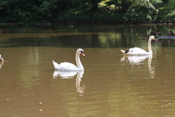 Swans from Trakai, year 2012