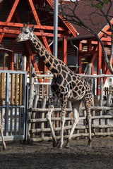 Obraz premium Zoo in Budapest, year 2012