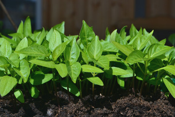 рассада перец ростки