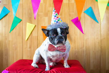 Dog dressed for party