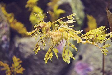 Leafy Sea dragon