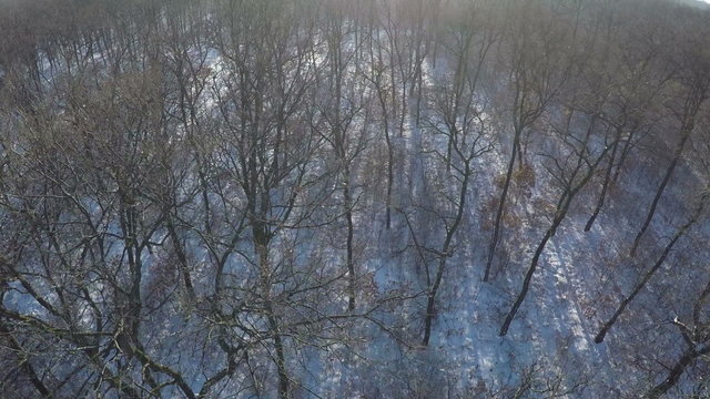 AERIAL, Flight over winter snow covered firest in the mountain range