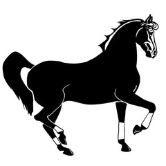 Fototapeta na wymiar black horse silhouette 
