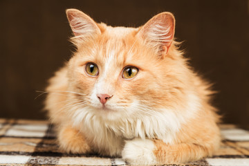 beautiful golden red fluffy cat  looking to the side 