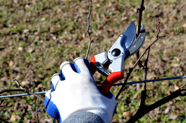 Sharp gardening clippers. Bypass pruners used to clip and trim grape plants in the vineyard. Gardener working in the garden.