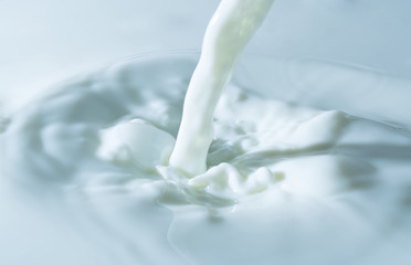 Fototapeta na wymiar splash of milk, pouring jet stream of milk on a light blue background