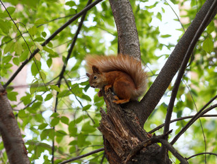 Red squirrel sitting on a tree in autumn park