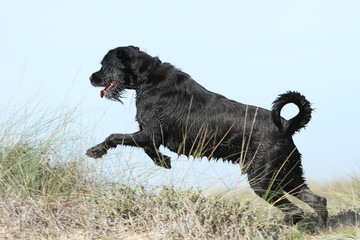 Schwarzer Riesenschnauzer springt durch die Dünen