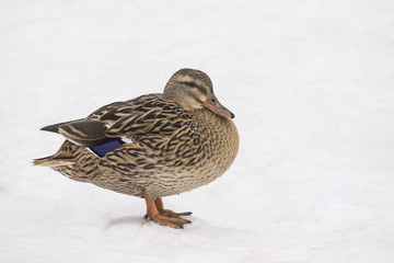 Portrait of a Mallard (Anas platyrhynchos)