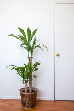 Dracaena 05