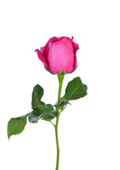 Fototapeta premium Pink Rose on white background