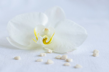 White orchid with small hearts.