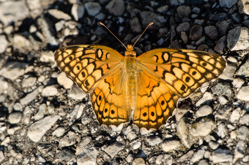 Orange Moth Butterfly
