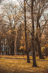 Fototapeta premium Autumn in the city park