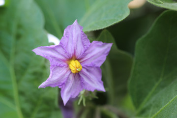 Home Garden/Purple eggplant flower growing in home garden in soft natural light