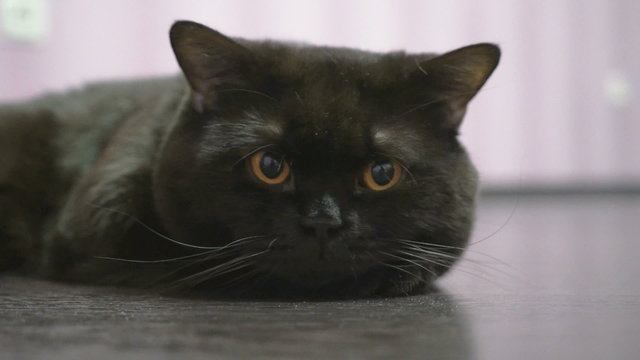 British black cat with  lies on the floor and posing for the camera