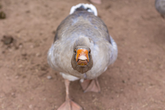 Irritated angry goose
