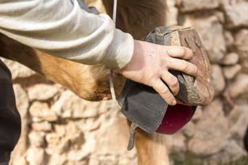 Man holds a cloth hoof of horse leg - obrazy, fototapety, plakaty
