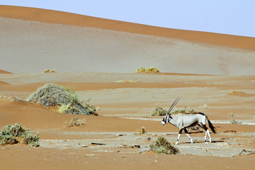 Fototapeta na wymiar Wandering dune of Sossuvlei in Namibia with Oryx walking on it