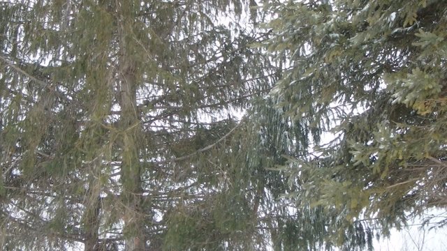 hiver