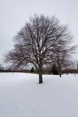 Fototapeta na wymiar Bare Tree in the Snow