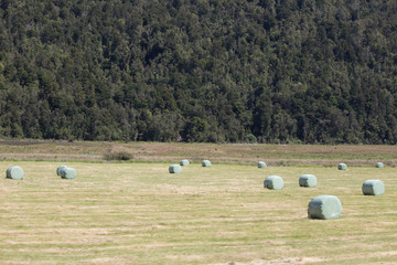 Hay Bales in Paddock