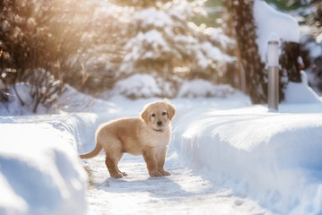 Black and golden hovawart puppy 