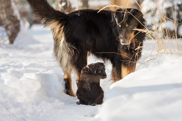 Black and golden hovawart puppy 