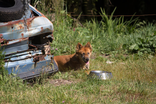 Happy Dog next to Old Car