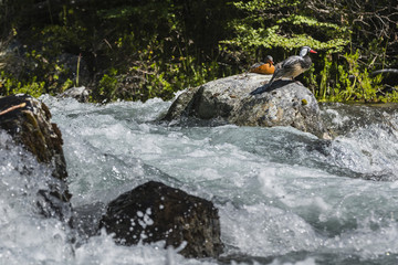 ducks in river de las Vueltas