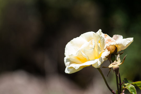 White Roses
