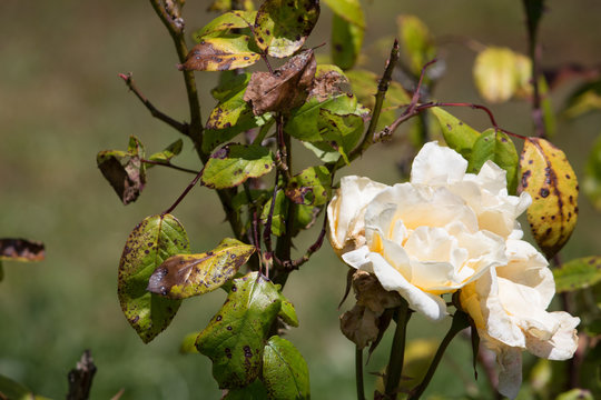 Sunburnt White Roses