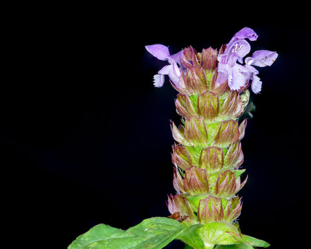 Selfheal Flower