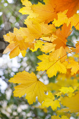 Abstract autumnal backgrounds with beauty bokeh