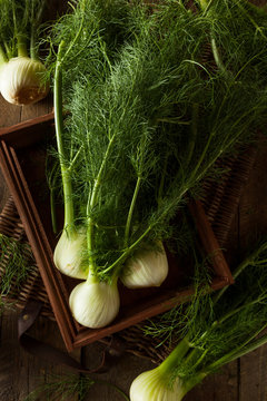 Raw Organic Fennel Bulbs