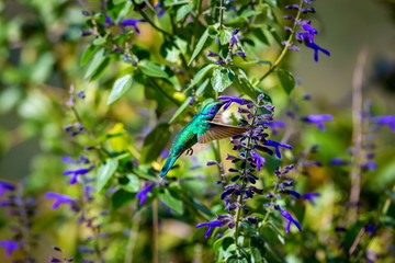 The incredibly beautiful Green Violet Eared Hummingbird in the central mountains of Mexico. This is a rare picture of a medium sized hummingbird that is very elusive and shy and is one special bird. 