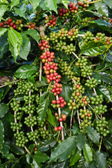 Coffee beans ripening on a tree.