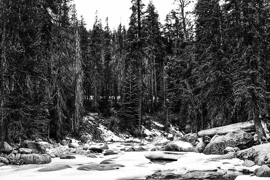 Fototapeta forest with pine tree and snow in winter in black and white